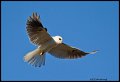 _2SB8791 white-tailed kite